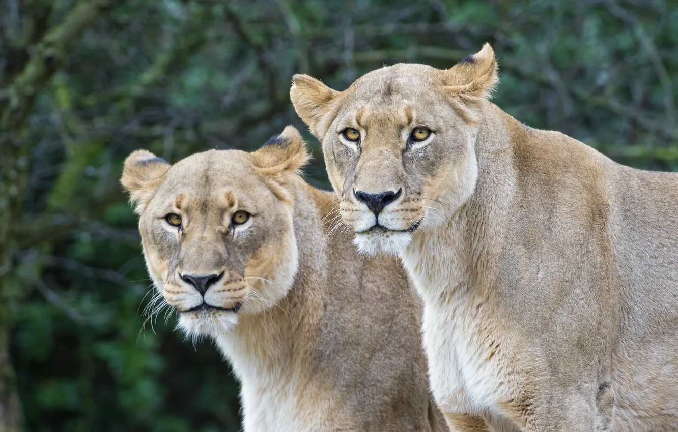 Photo wallpaper cats, pair, lioness, ©Tambako The Jaguar