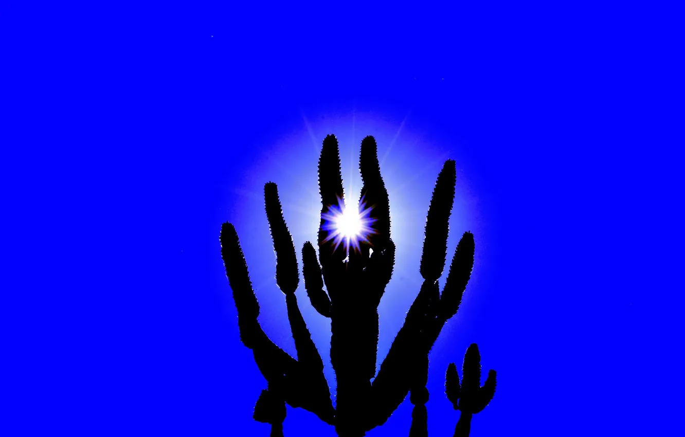 Photo wallpaper the sky, the sun, rays, light, flowers, plant