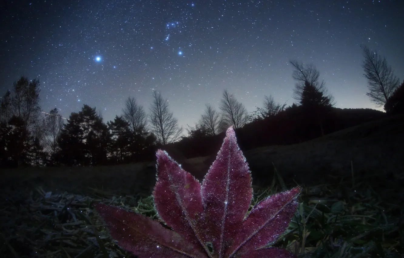 Photo wallpaper the sky, stars, flowers, the universe, planet