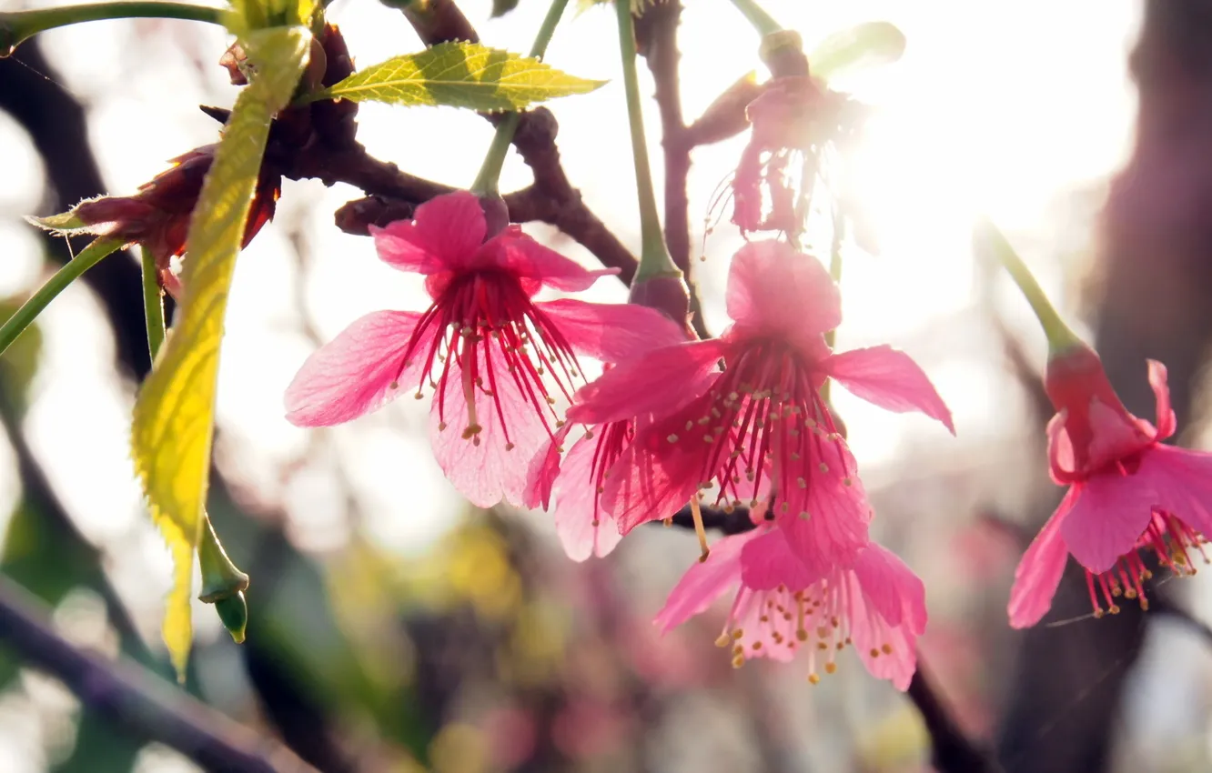 Photo wallpaper macro, nature, Sakura