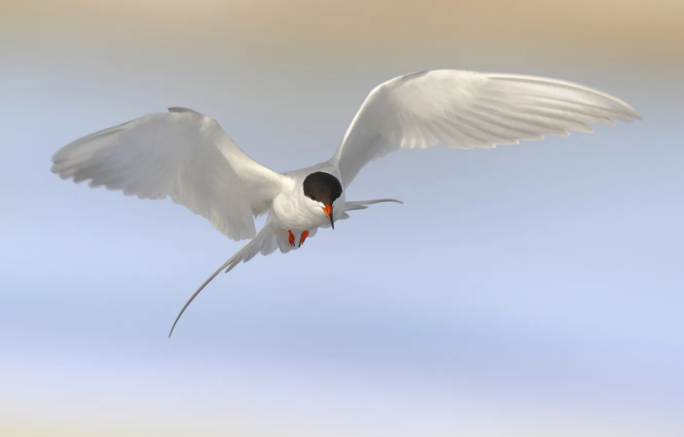 Photo wallpaper flight, bird, seagulls, Tern