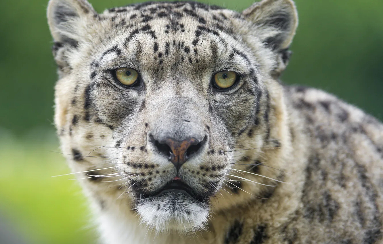 Photo wallpaper cat, look, face, IRBIS, snow leopard, ©Tambako The Jaguar