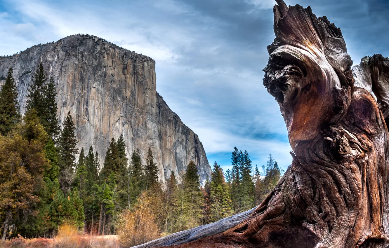 Photo wallpaper trees, rocks, CA, USA, snag, Yosemite, closeup, Yosemite National Park