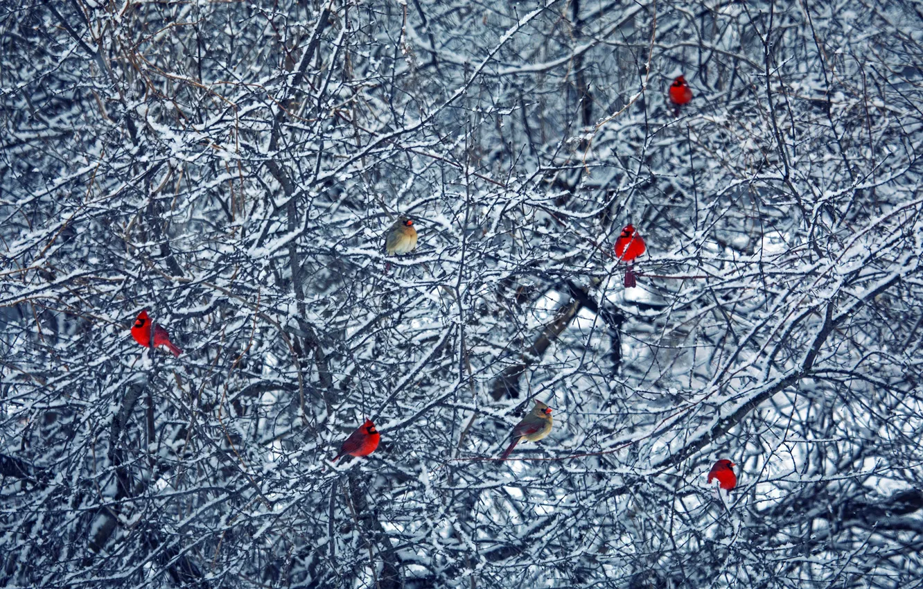 Photo wallpaper winter, birds, tree