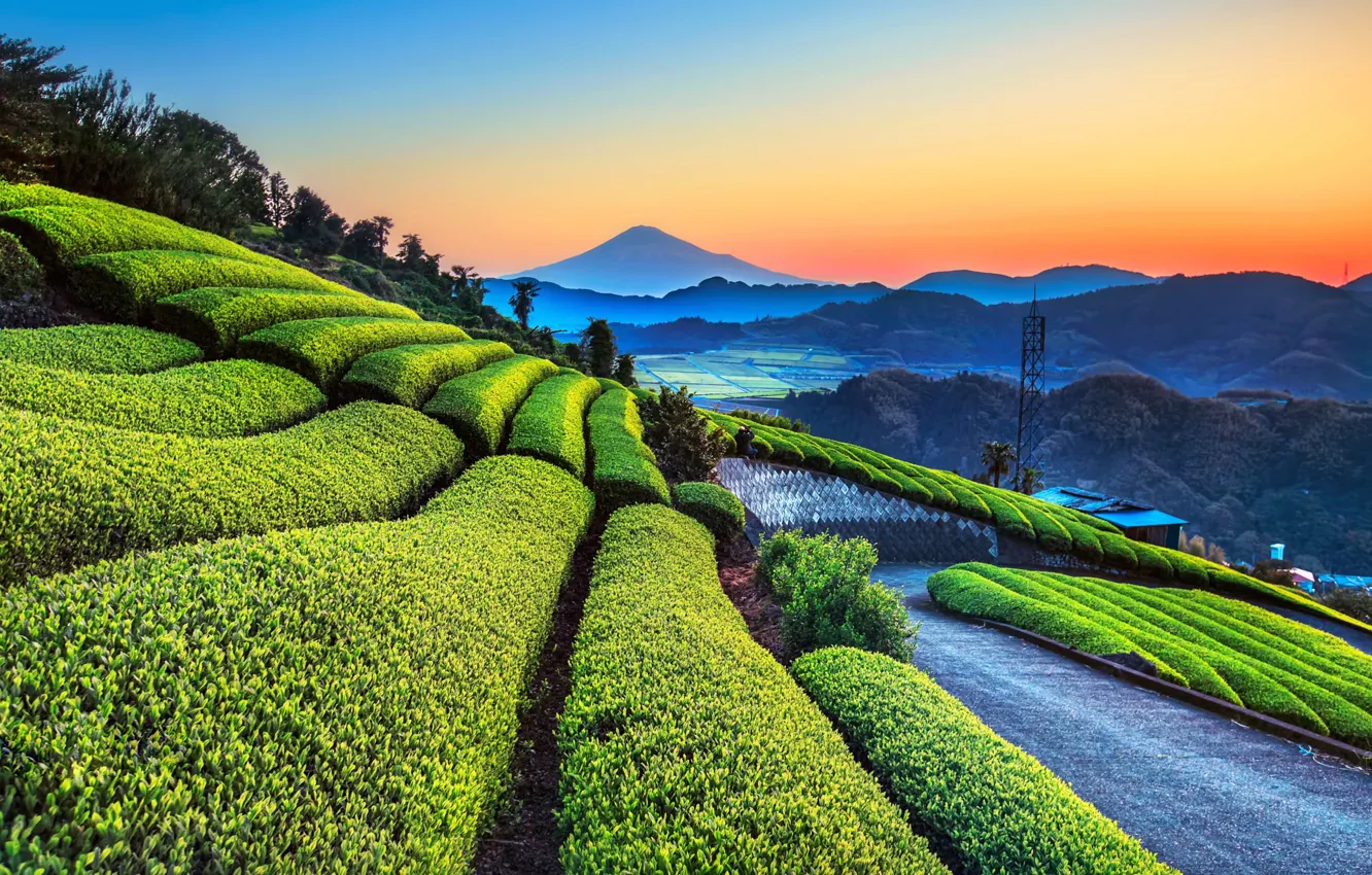 Photo wallpaper twilight, sky, trees, landscape, nature, sunset, mountains, garden