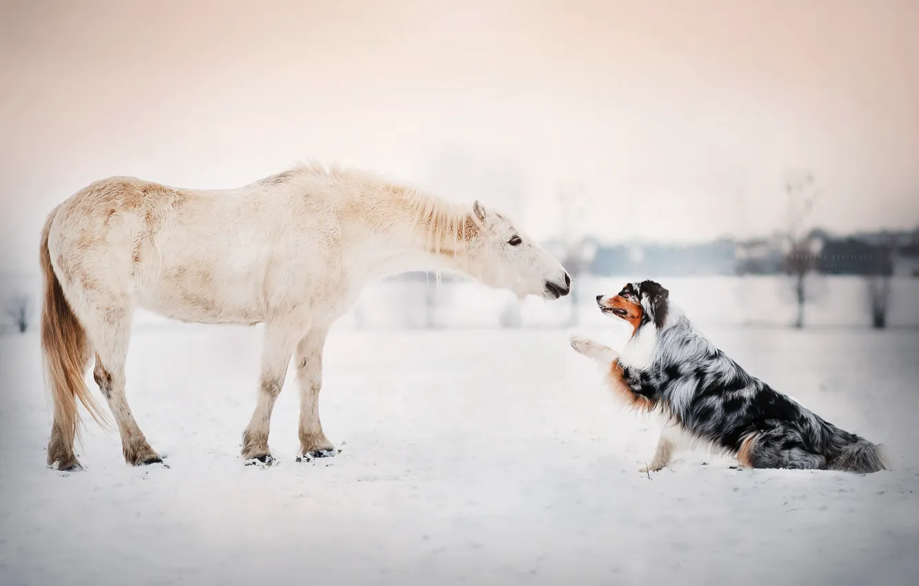 Photo wallpaper horse, dog, friends
