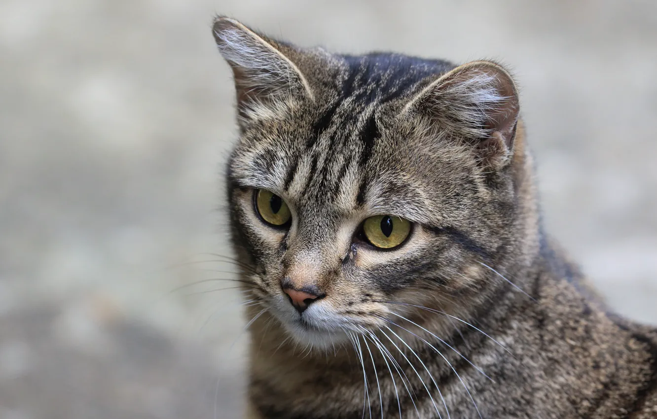 Photo wallpaper cat, cat, look, face