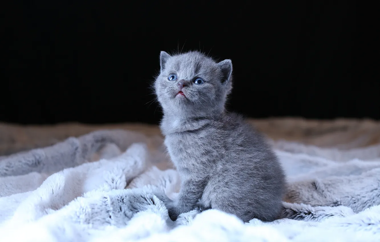 Photo wallpaper cat, grey, baby, fur, black background, kitty, friendly, British