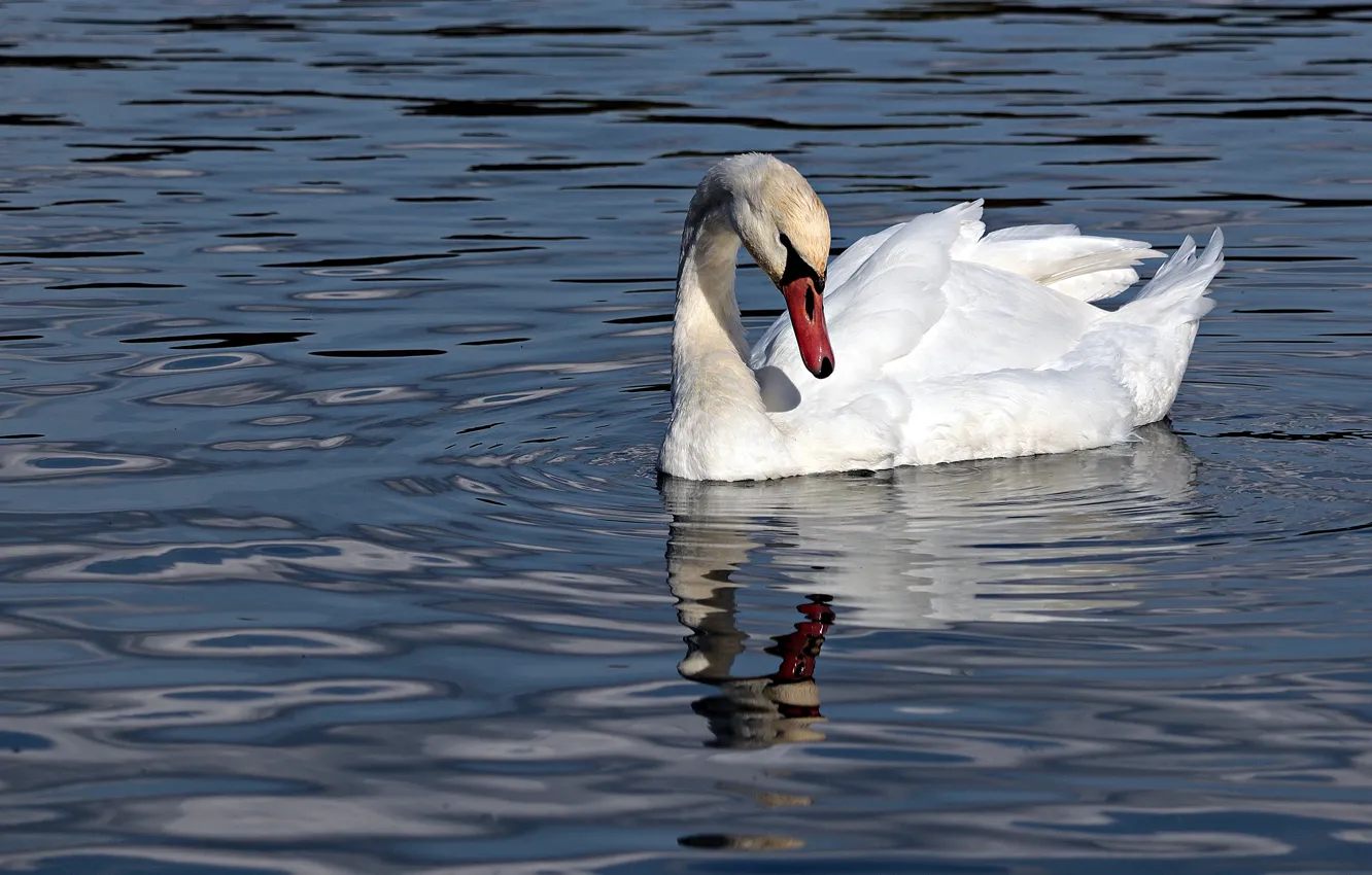 Photo wallpaper white, water, reflection, bird, Swan, pond, swimming