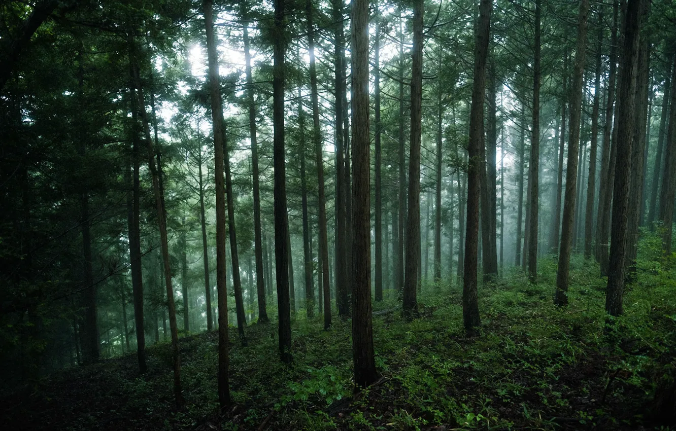 Photo wallpaper forest, grass, trees, nature