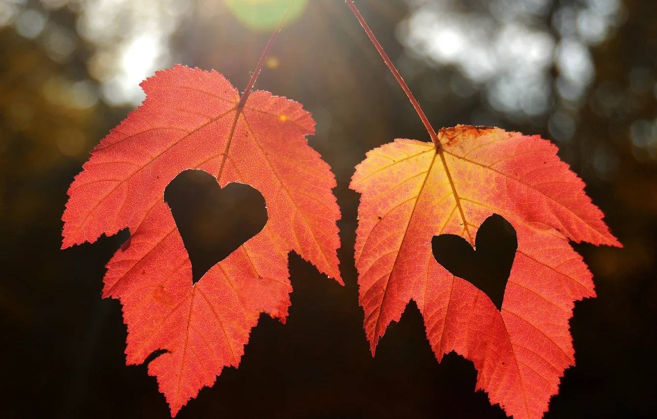 Photo wallpaper autumn, leaves, hearts