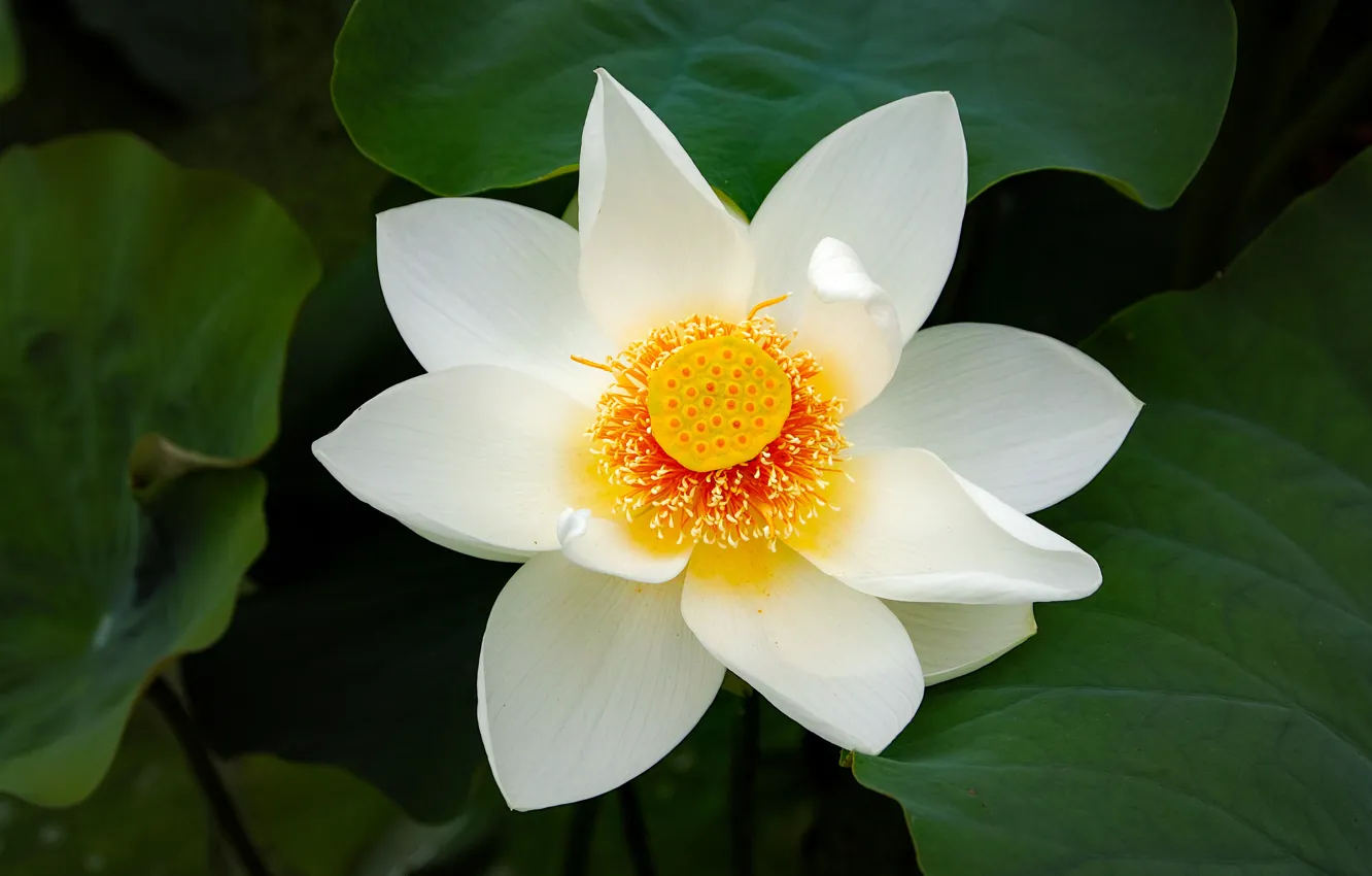 Photo wallpaper flower, background, petals, Lotus