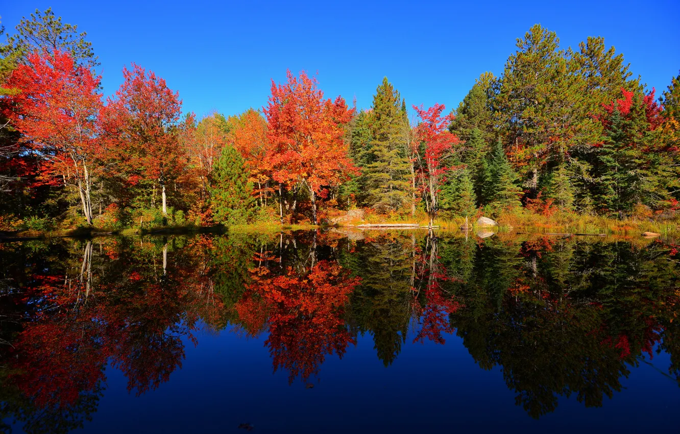 Photo wallpaper autumn, forest, the sky, trees, pond, reflection