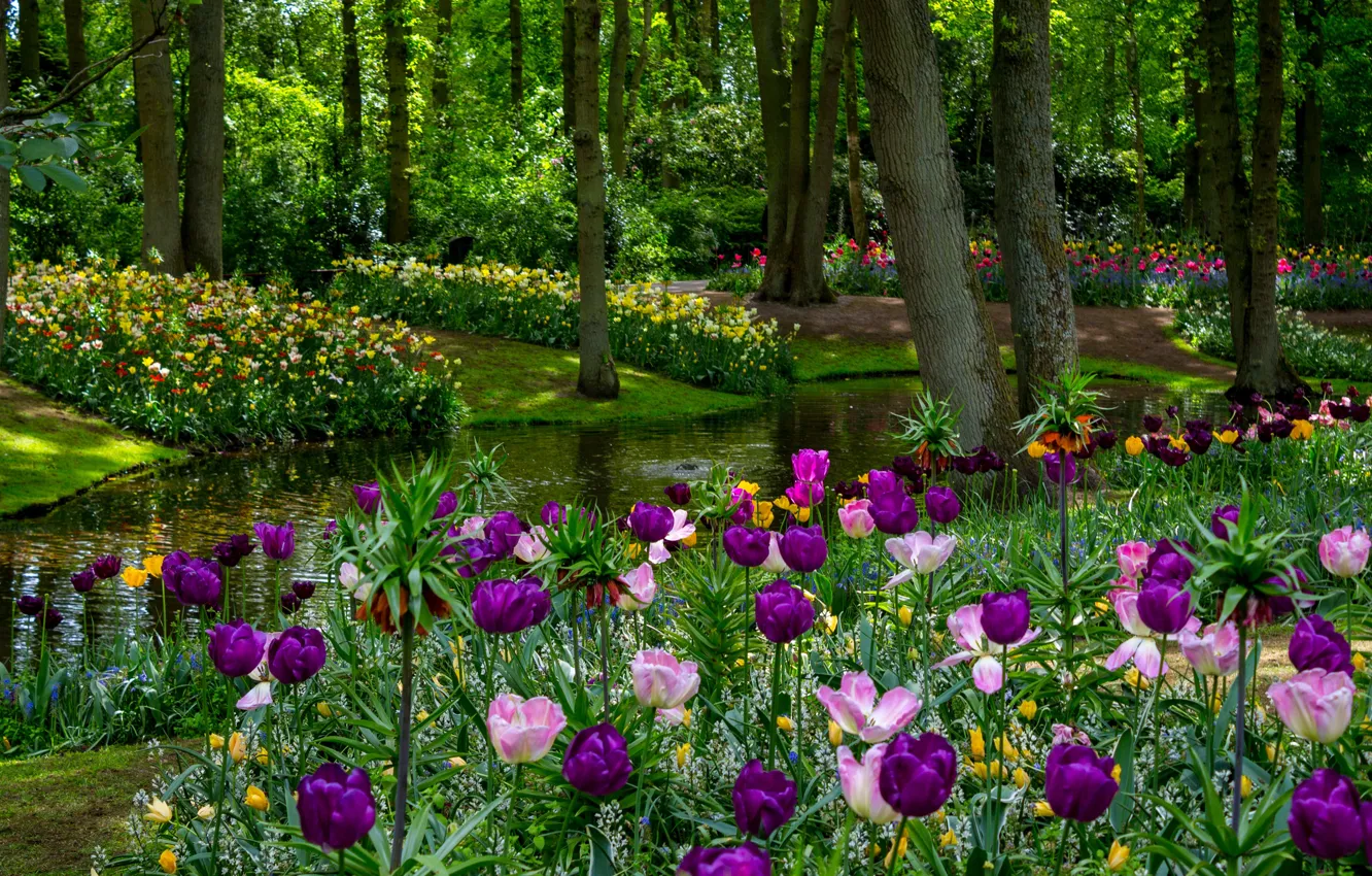 Photo wallpaper greens, trees, flowers, pond, Park, spring, purple, tulips