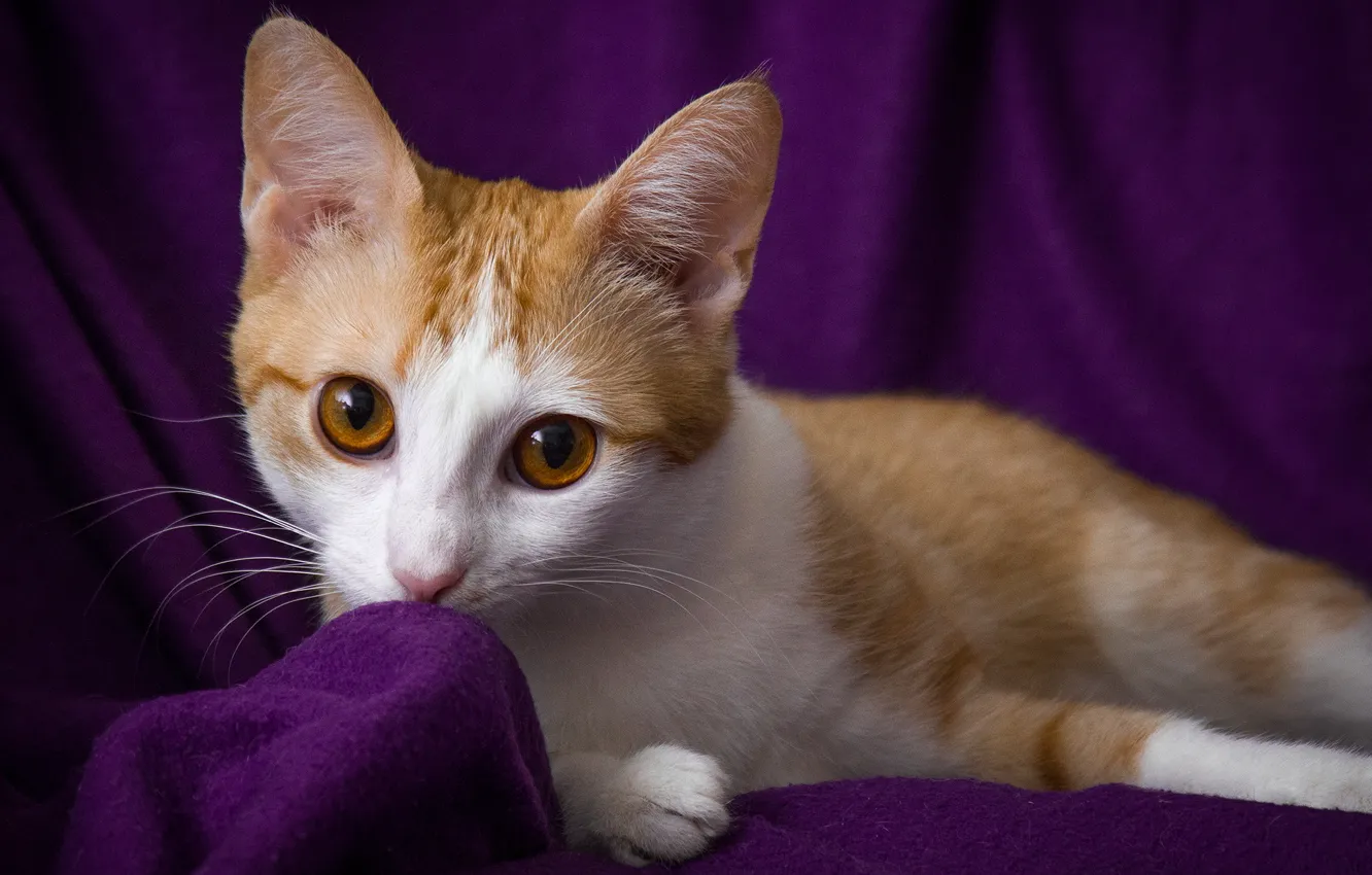 Photo wallpaper cat, eyes, look, red, purple background, Wallpaper from lolita777, expressive, zlatovlasaya