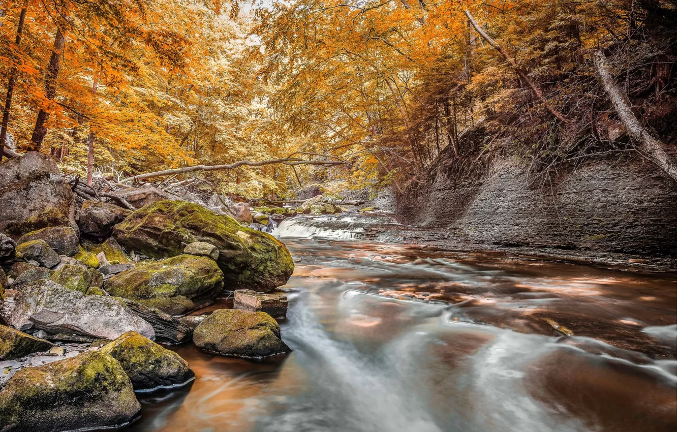 Photo wallpaper autumn, forest, stream