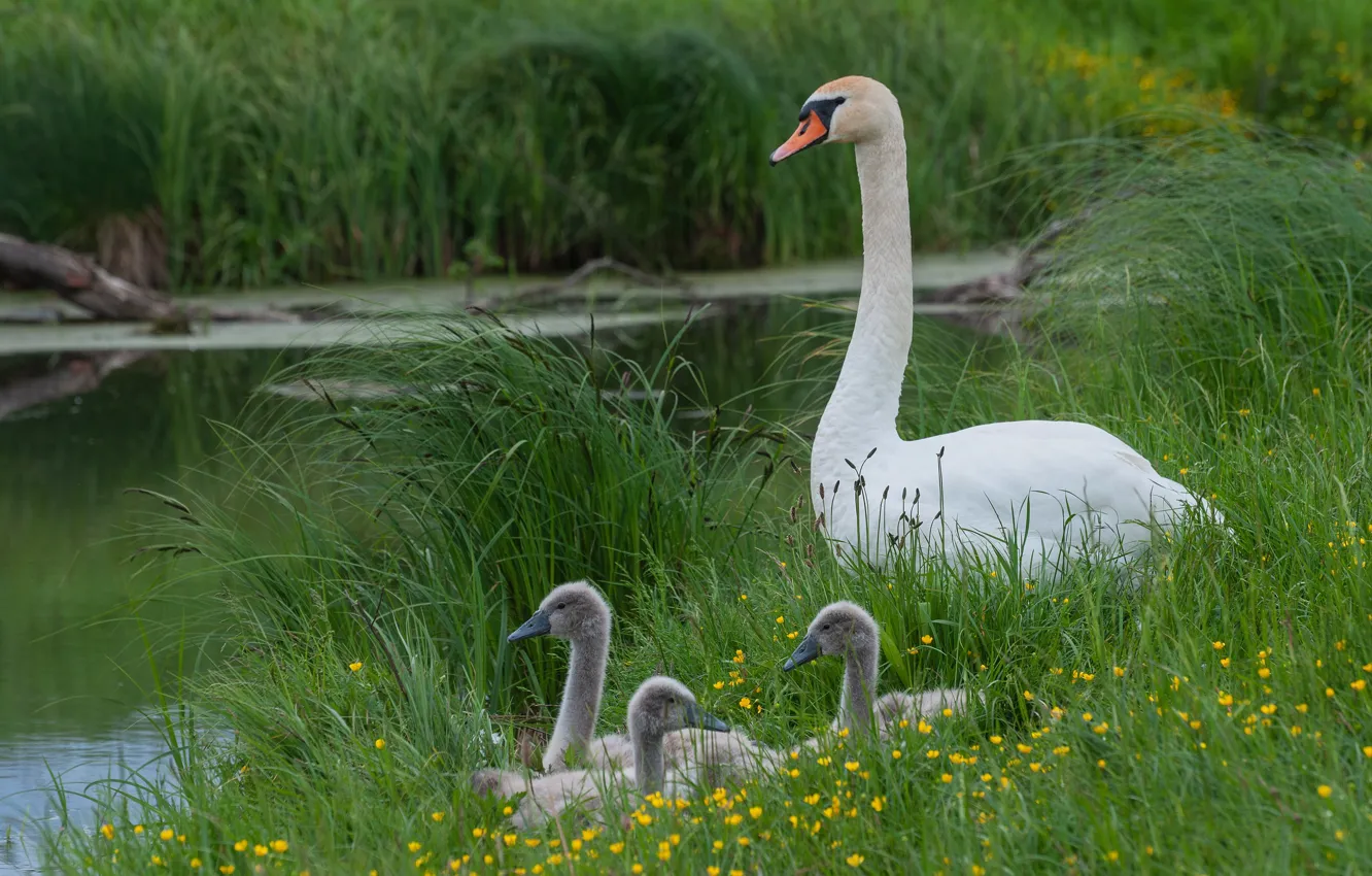 Photo wallpaper bird, shore, swans, brood, the Lebeda