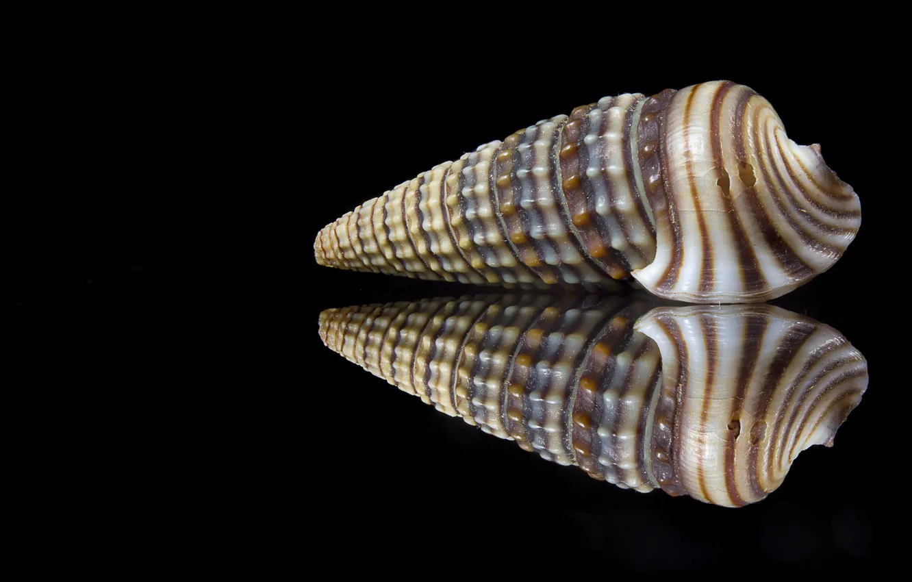 Photo wallpaper reflection, shell, motley