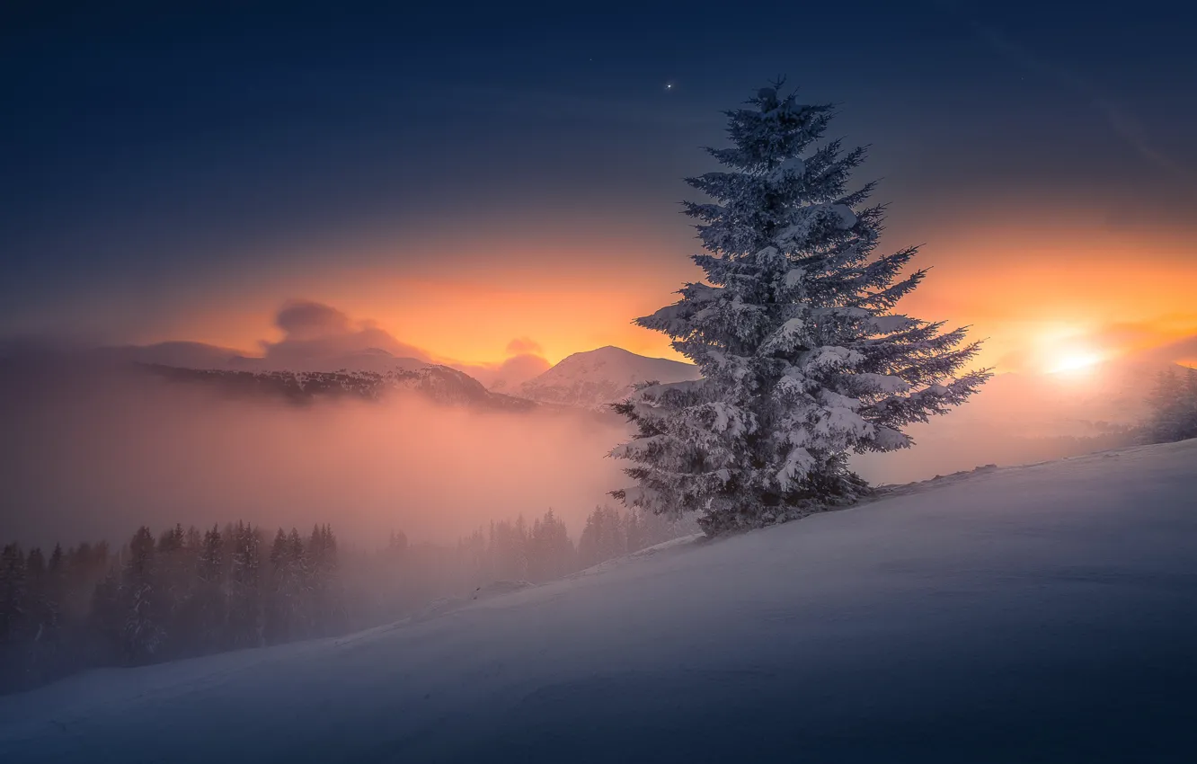 Photo wallpaper sunset, spruce, the evening, Austria, Seetaler Alps