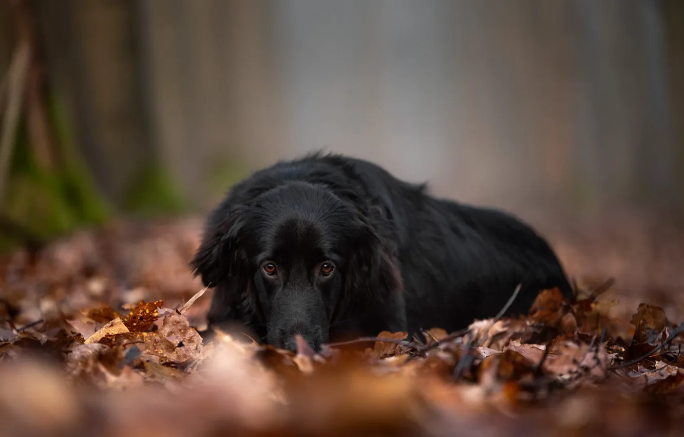 Photo wallpaper sadness, autumn, look, face, Park, foliage, black, dog