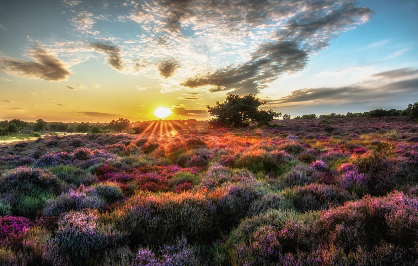Photo wallpaper field, the sun, flowers, Heather