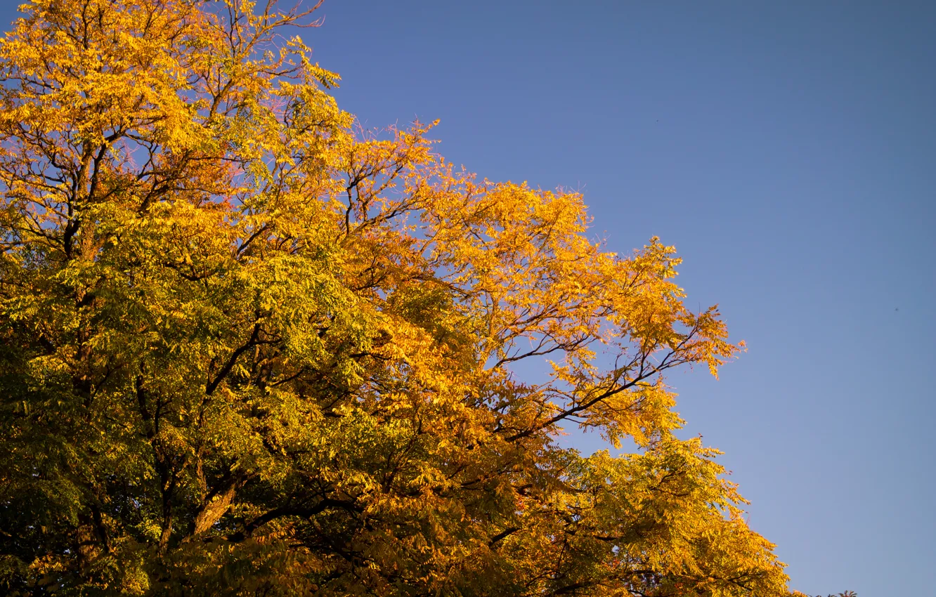 Photo wallpaper golden, sky, autumn, leaves, tree