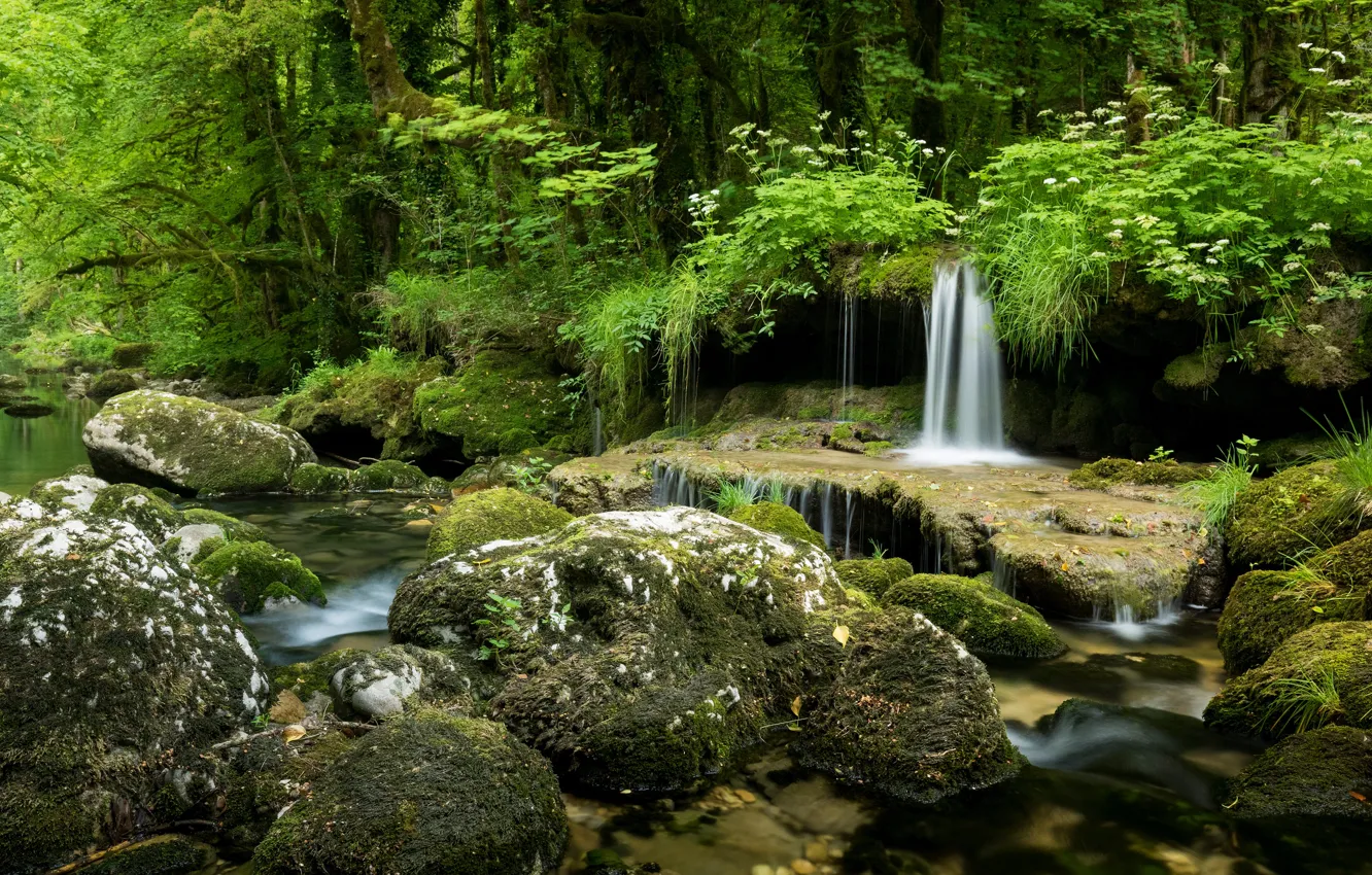 Photo wallpaper greens, forest, summer, grass, stones, vegetation, waterfall, stream