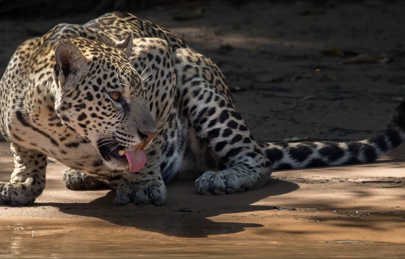 Photo wallpaper Jaguar, animals, cat, tongue, big cat, temnobelos