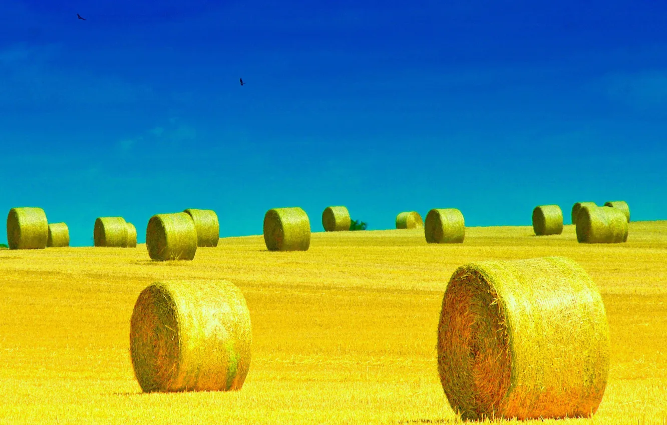 Photo wallpaper field, the sky, rolls