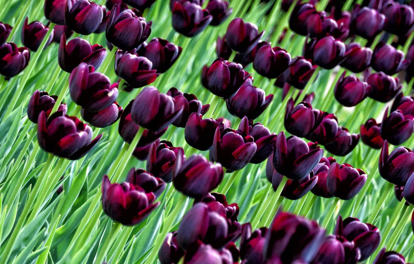 Photo wallpaper paint, petals, garden, meadow, tulips