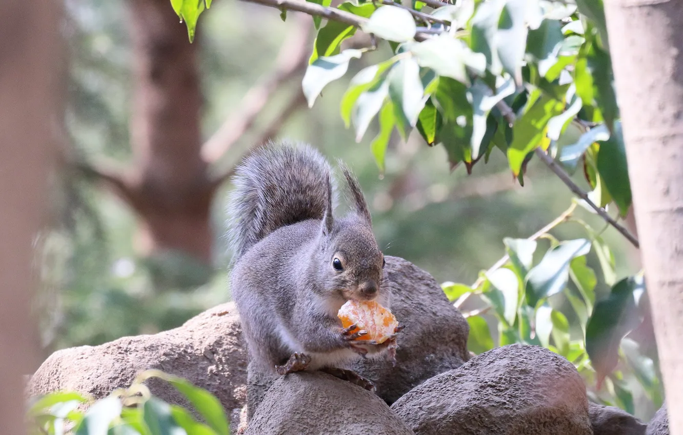 Photo wallpaper protein, in the Park, sitting on a rock, tangerine