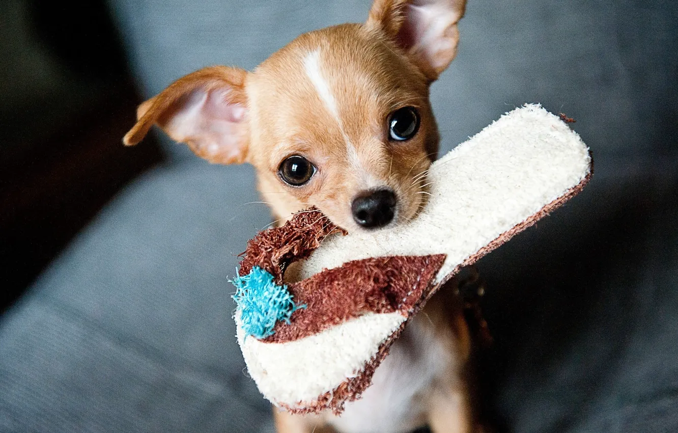 Photo wallpaper look, dog, Chihuahua, Slippers