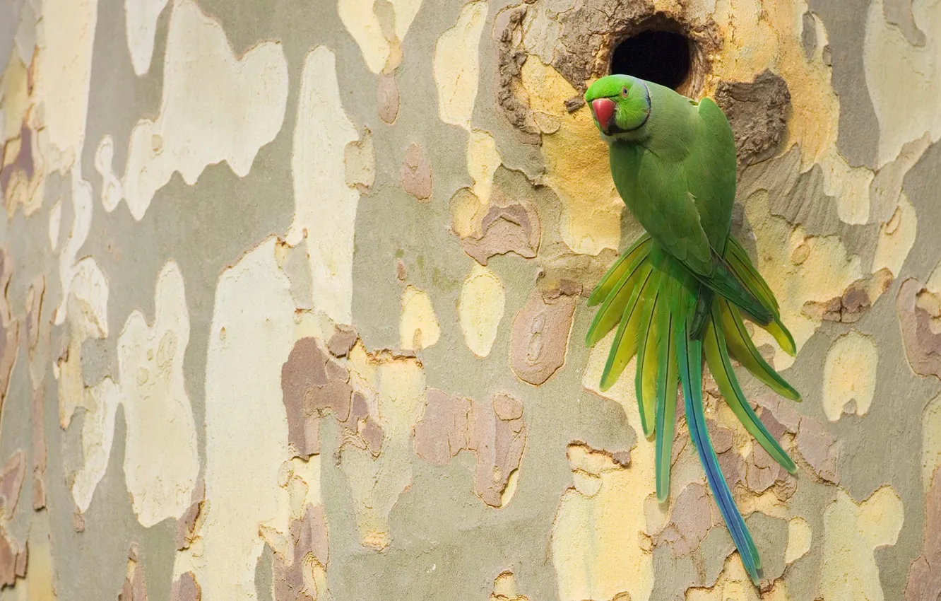 Photo wallpaper trees, bird, feathers, beak, tail, the hollow, sycamore, Indian ringed parrot