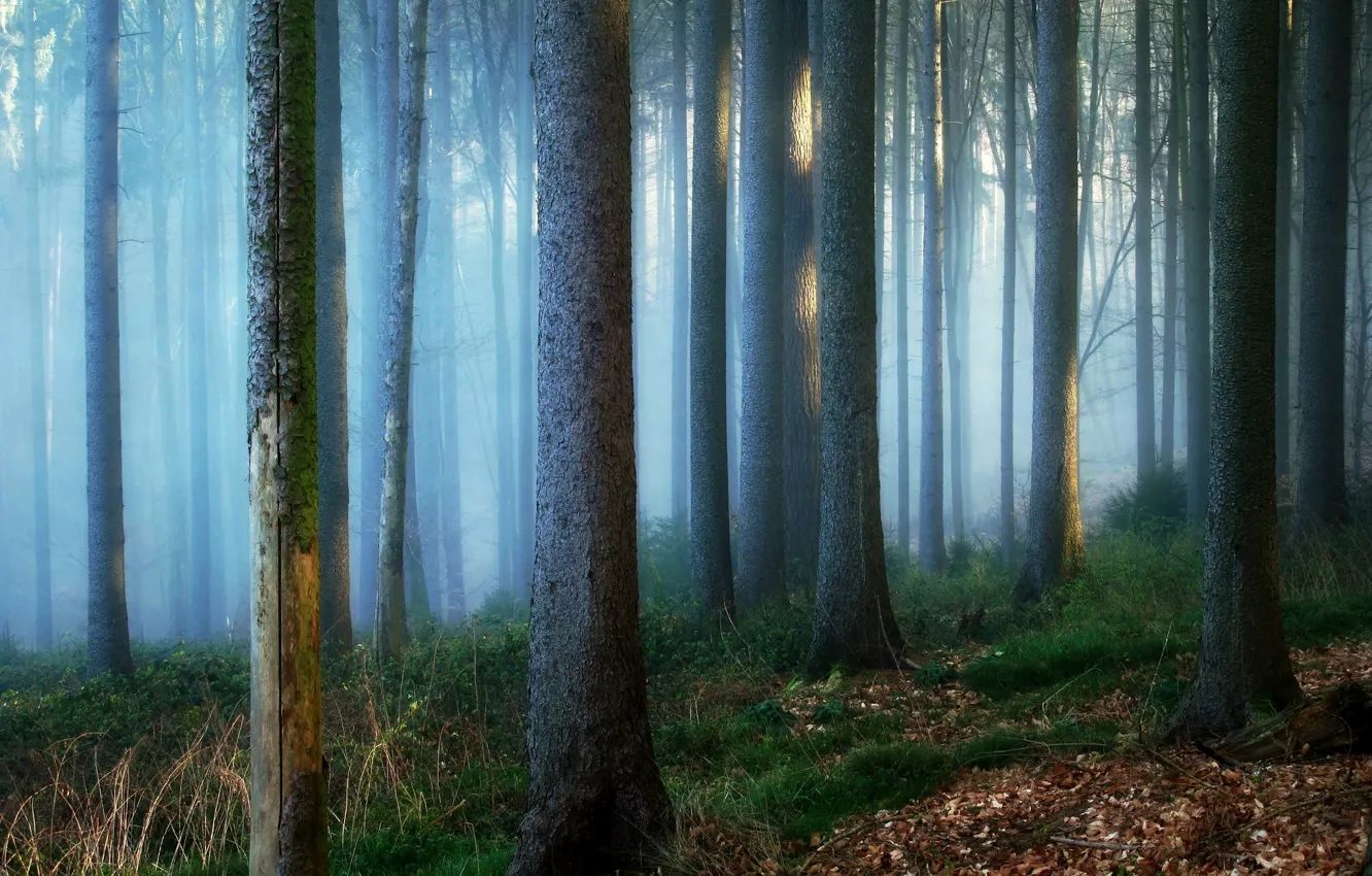Photo wallpaper forest, trees, nature, fog, trunks, Germany