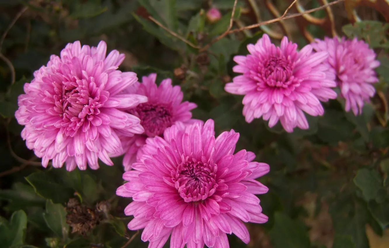 Photo wallpaper autumn, flowers, chrysanthemum, Meduzanol ©, dark pink