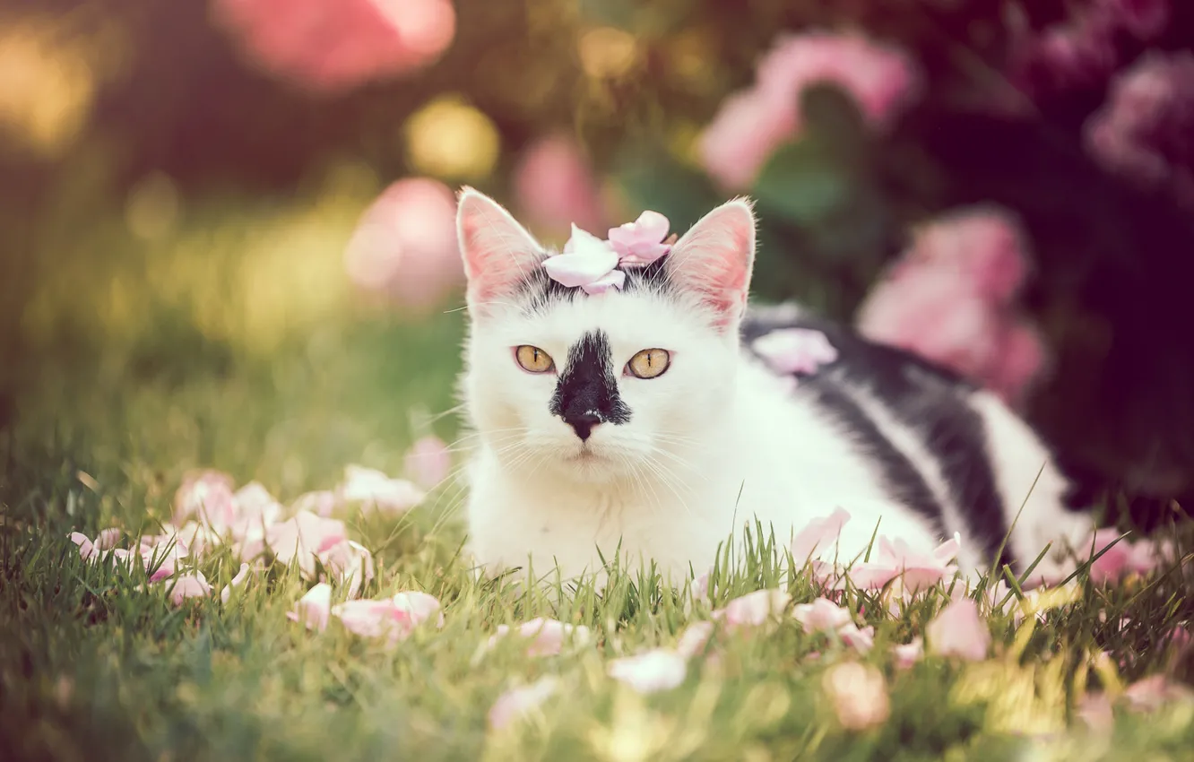 Photo wallpaper cat, summer, grass, cat, look, flowers, nature, pose