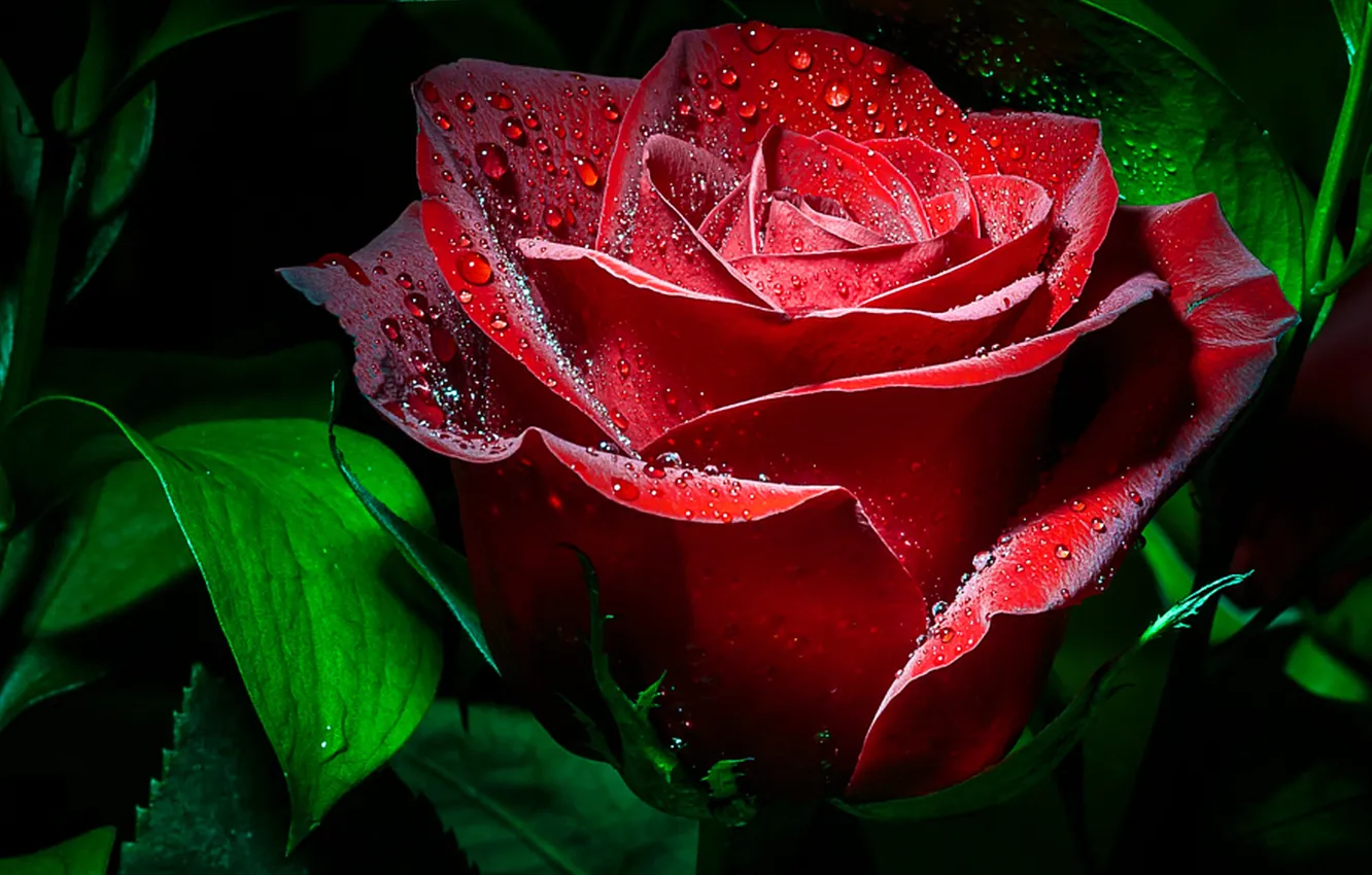 Photo wallpaper leaves, Rose red, velvet, drops