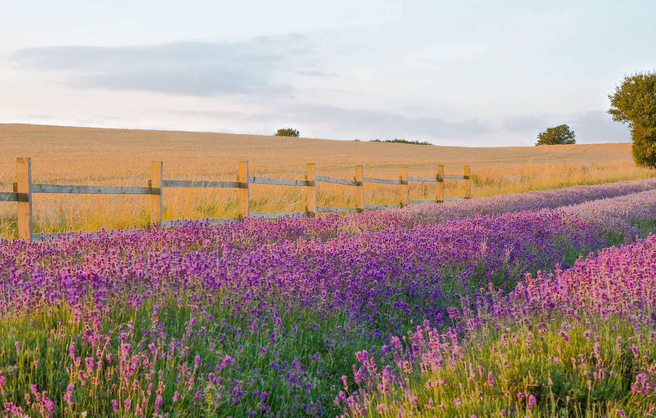 Photo wallpaper lavender, countryside, farm, lavender field
