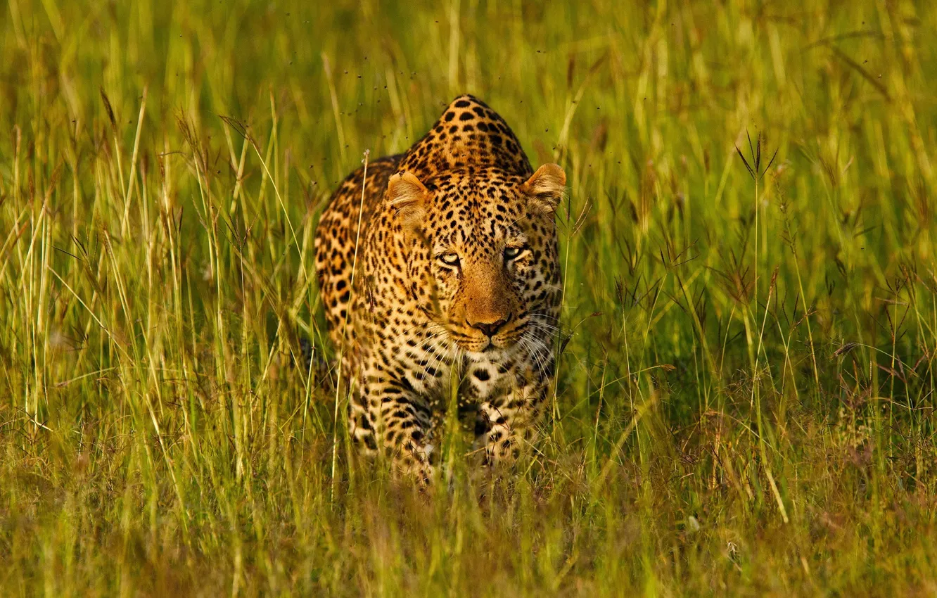 Photo wallpaper grass, face, light, predator, leopard, Africa, disguise, wild cat