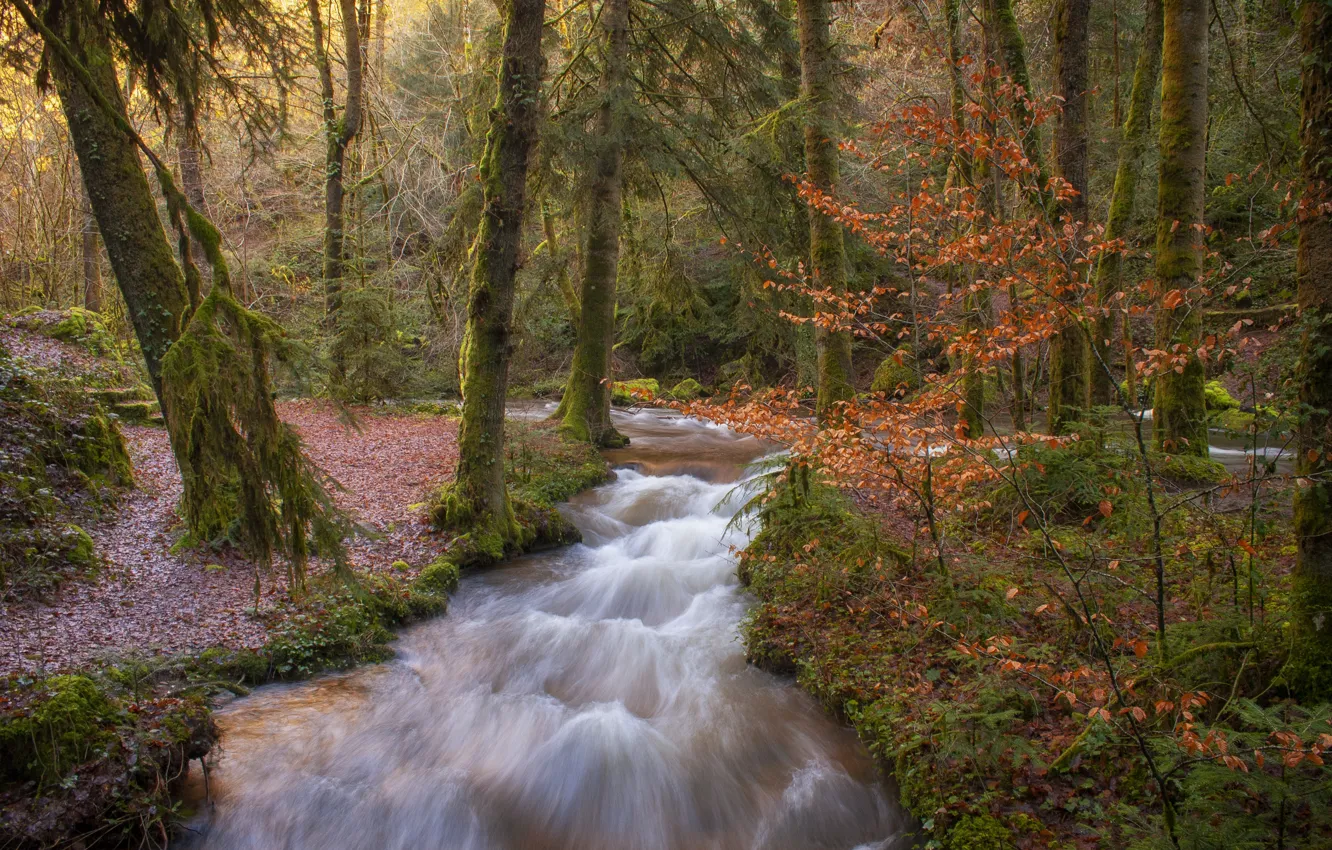 Photo wallpaper forest, nature, stream