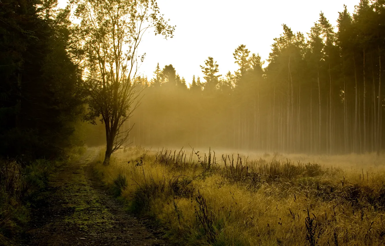 Photo wallpaper forest, landscape, fog
