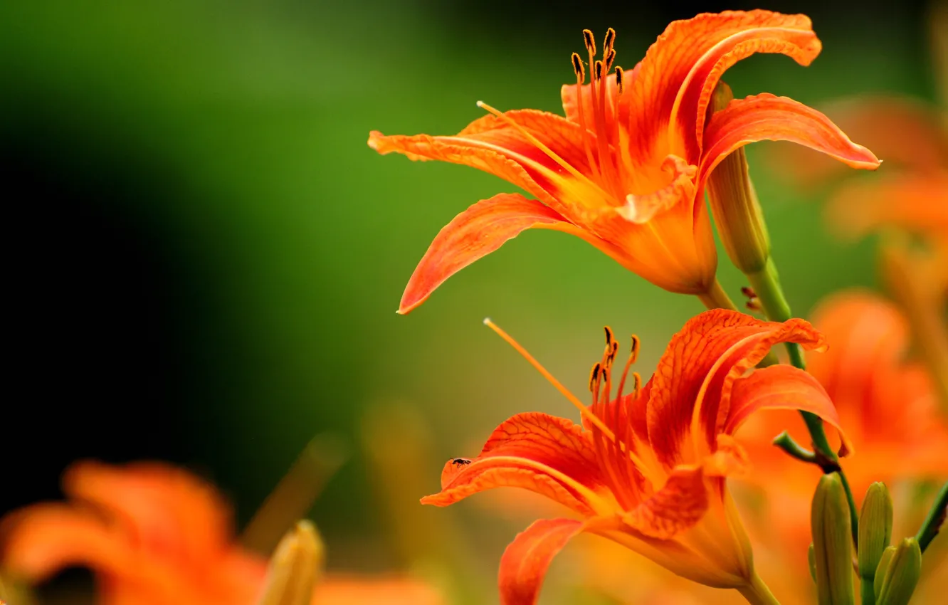 Photo wallpaper nature, Lily, petals, stem
