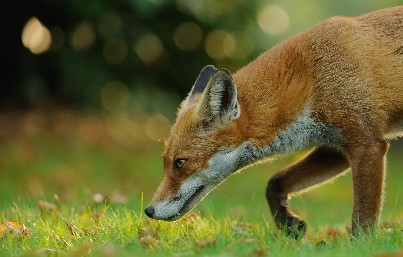 Photo wallpaper field, Fox, wildlife