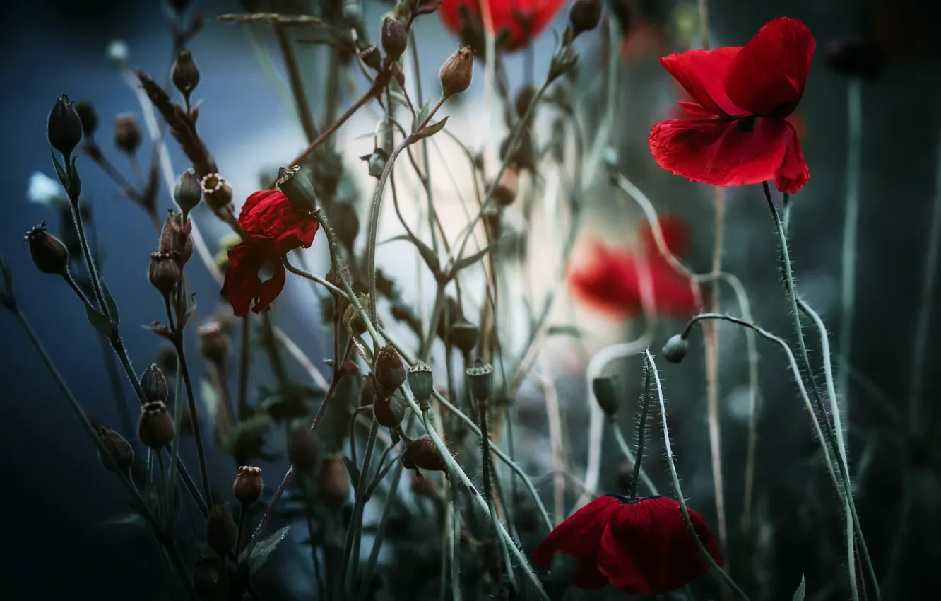 Photo wallpaper nature, background, Maki