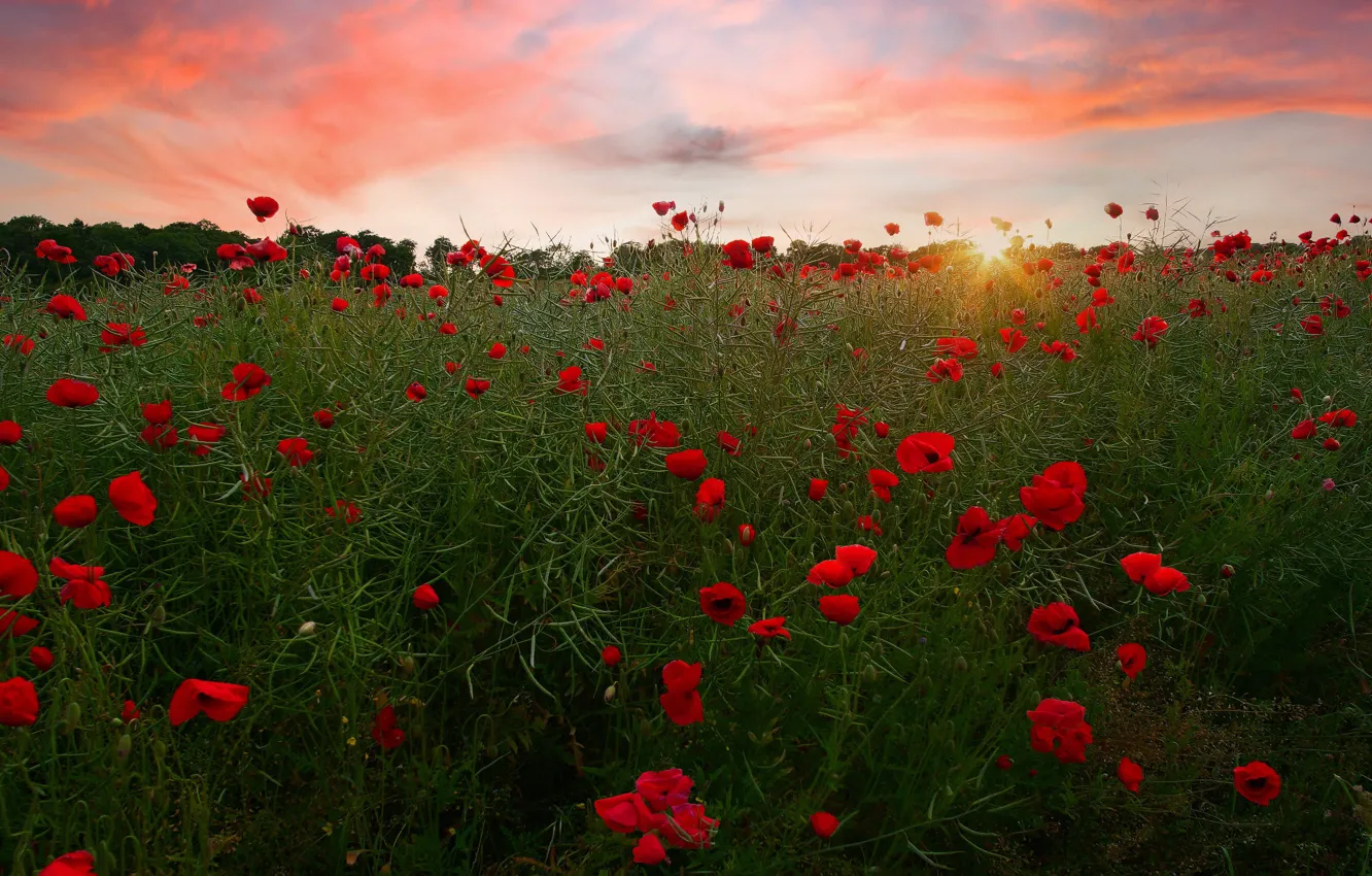 Photo wallpaper flowers, red, Maki, poppy field