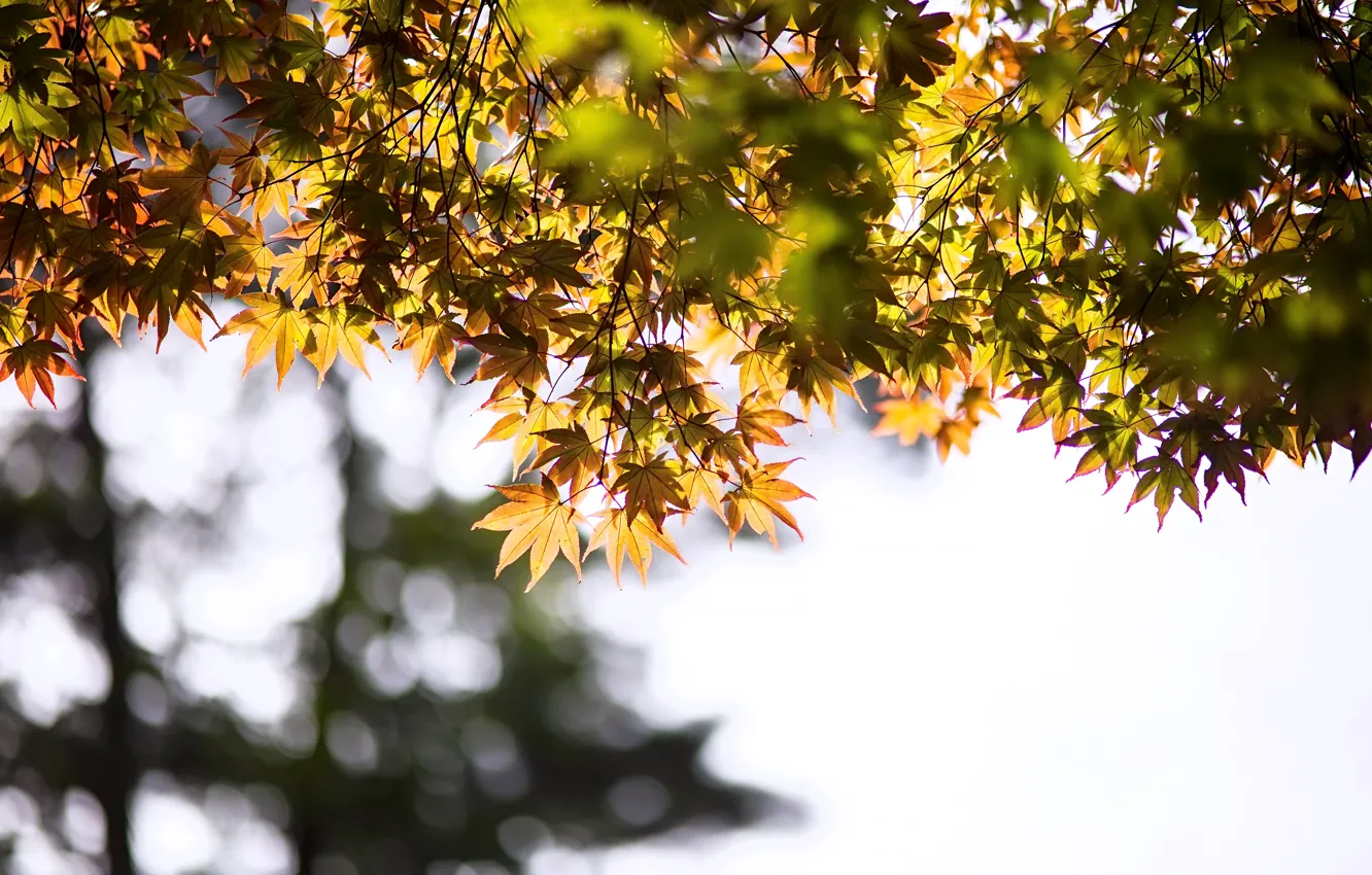 Photo wallpaper autumn, leaves, branch, autumn leaves, Japanese maple