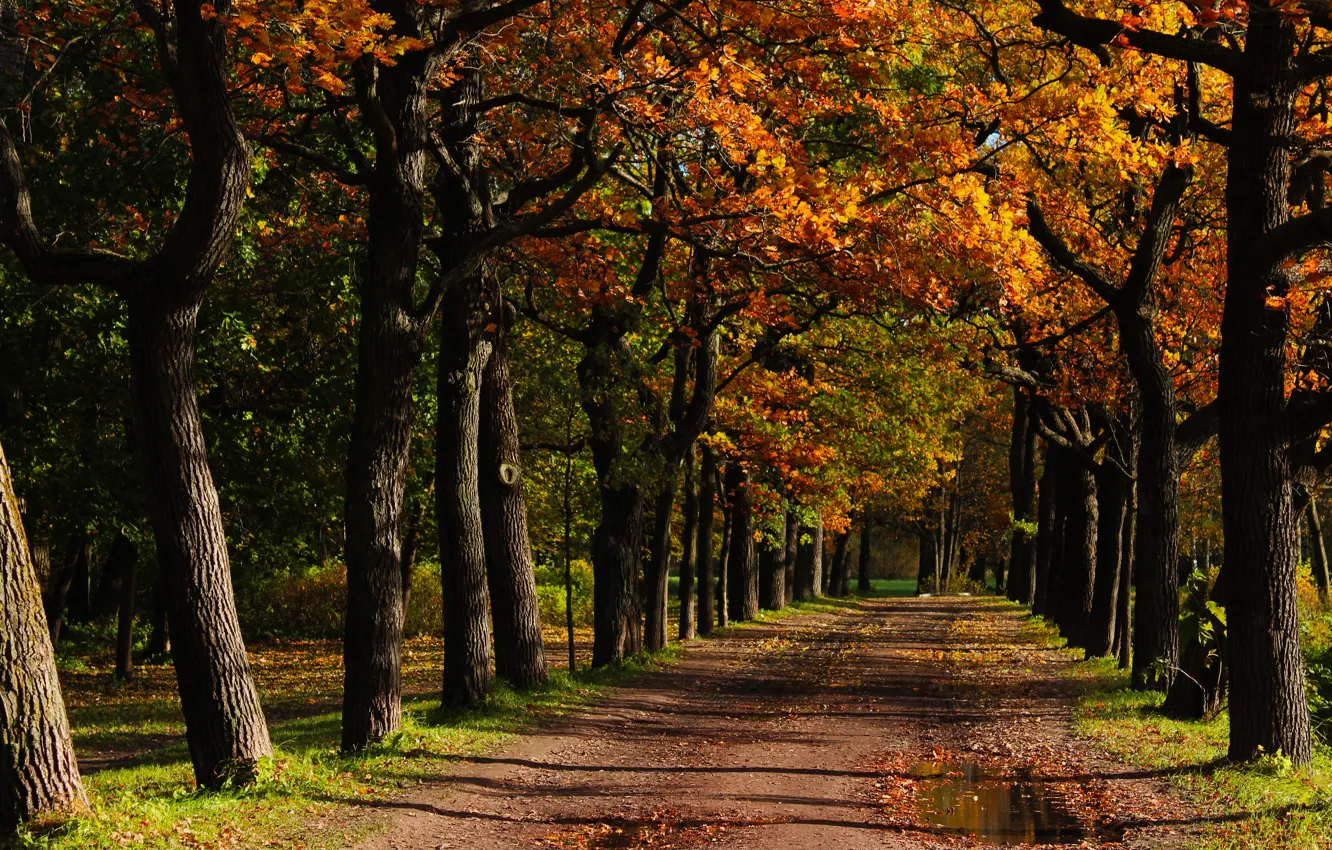 Photo wallpaper autumn, trees, mood, real photo