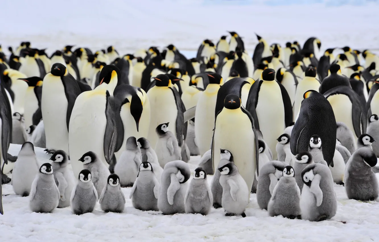 Photo wallpaper penguins, small, large, family