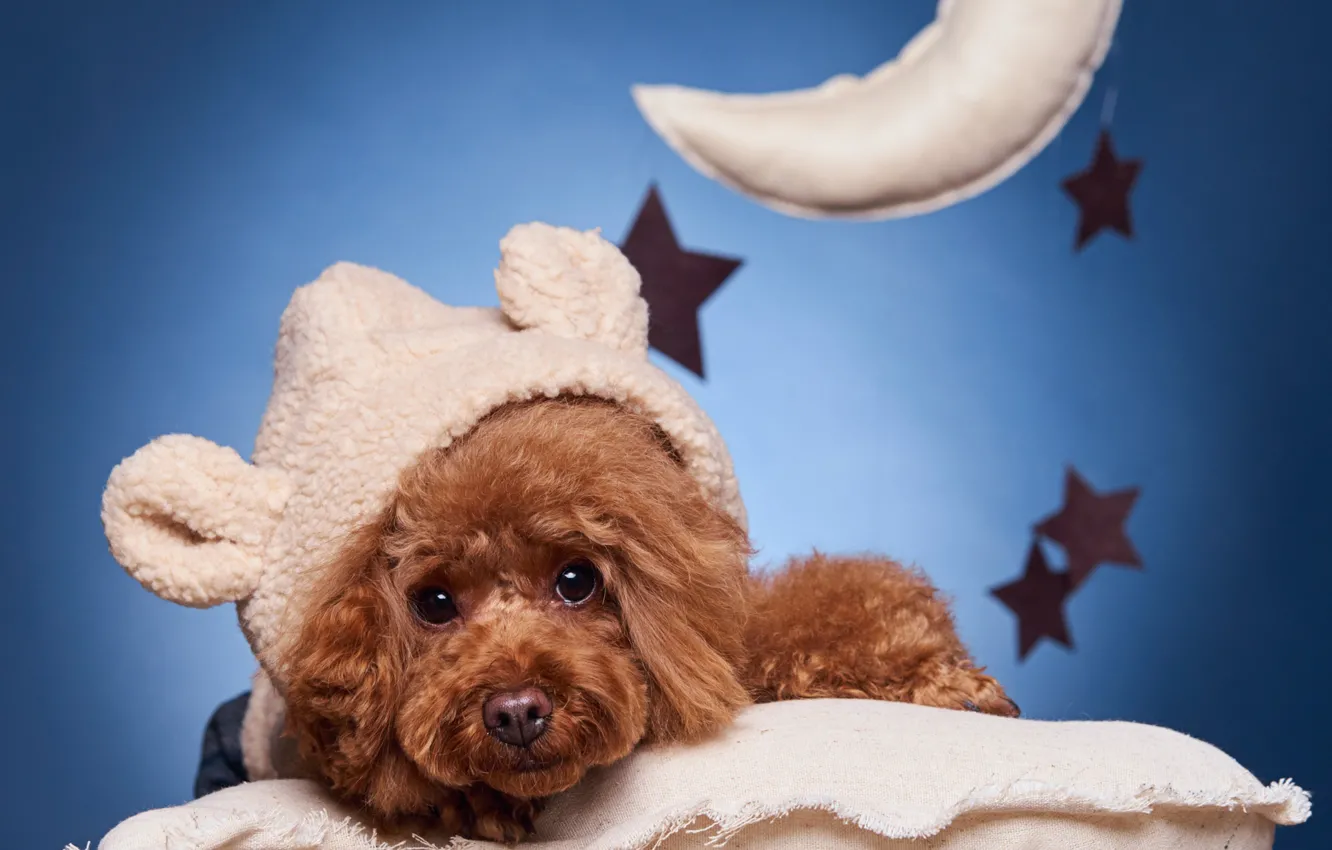 Photo wallpaper look, pillow, face, poodle, doggie