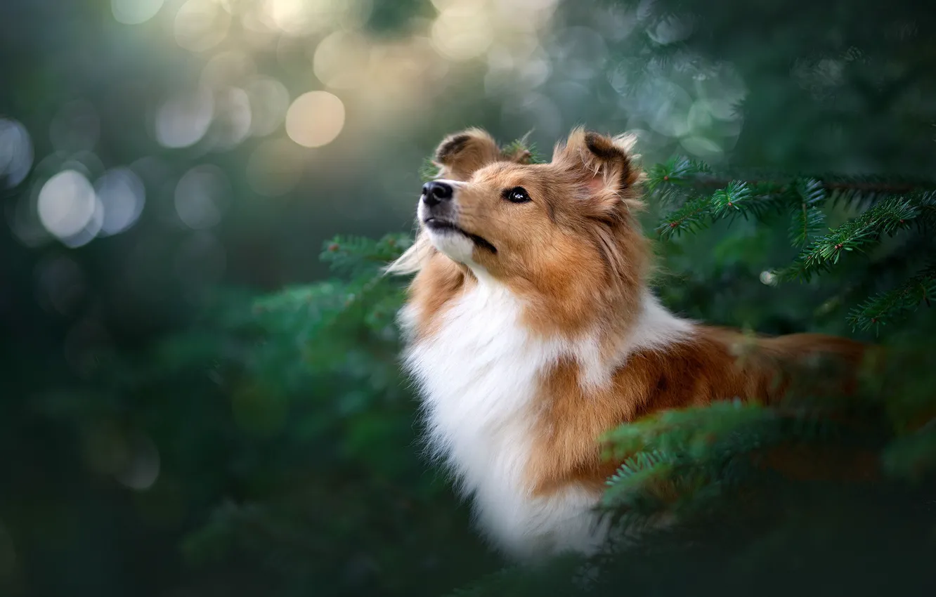 Photo wallpaper face, spruce, dog, bokeh, Sheltie, Shetland Sheepdog